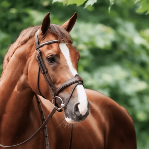 hoofdstel springen bruin